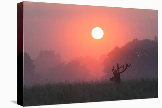A Red Deer Buck, Cervus Elaphus, Silhouetted Against a Dramatic Sky-Alex Saberi-Premier Image Canvas
