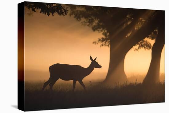 A Red Deer, Cervus Elaphus, Grazes in the Early Morning Mists of Richmond Park-Alex Saberi-Premier Image Canvas