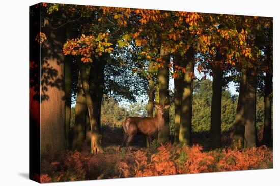 A Red Deer, Cervus Elaphus, in London's Richmond Park-Alex Saberi-Premier Image Canvas
