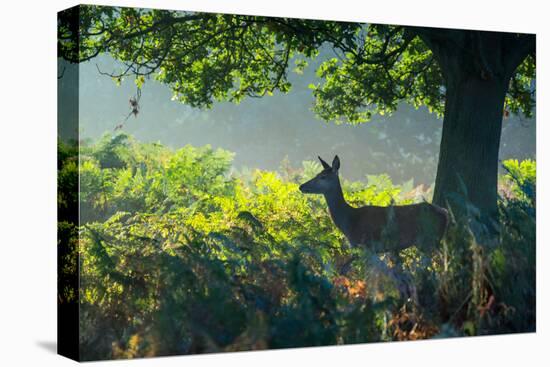 A Red Deer Doe on an Early Autumn Morning in Richmond Park-Alex Saberi-Premier Image Canvas