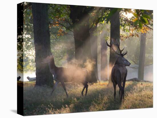 A Red Deer Stag and a Doe Wait in the Early Morning Mists in Richmond Park in Autumn-Alex Saberi-Premier Image Canvas