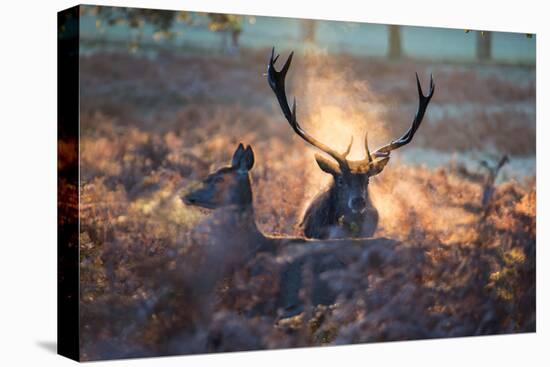 A Red Deer Stag and Doe in the Autumn Mists of Richmond Park During the Rut-Alex Saberi-Premier Image Canvas