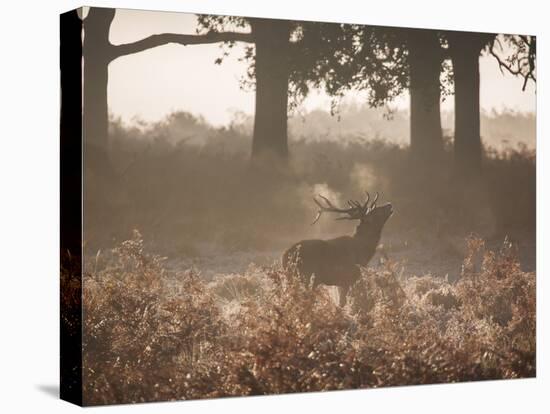 A Red Deer Stag Bellows Out During the Rut in Richmond Park-Alex Saberi-Premier Image Canvas