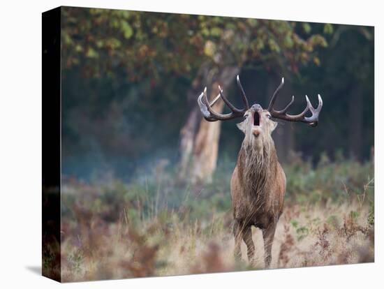 A Red Deer Stag, Cervus Elaphus, Bellows During Rutting Season in London's Richmond Park-Alex Saberi-Premier Image Canvas