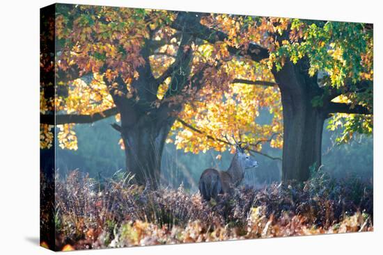 A Red Deer Stag, Cervus Elaphus, Stands under a Colorful Oak in Richmond Park-Alex Saberi-Premier Image Canvas