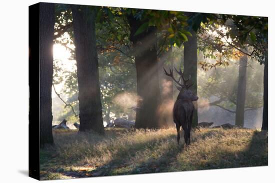 A Red Deer Stag, Cervus Elaphus, Waits in the Early Morning Mists in Richmond Park in Autumn-Alex Saberi-Premier Image Canvas