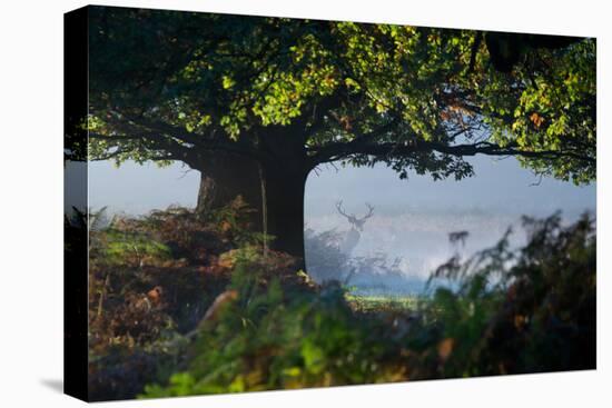 A Red Deer Stag, Cervus Elaphus, Waits under a Tree on a Misty Autumn Morning in Richmond Park-Alex Saberi-Premier Image Canvas