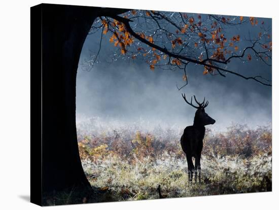 A Red Deer Stag in a Forest with Colorful Fall Foliage-Alex Saberi-Premier Image Canvas
