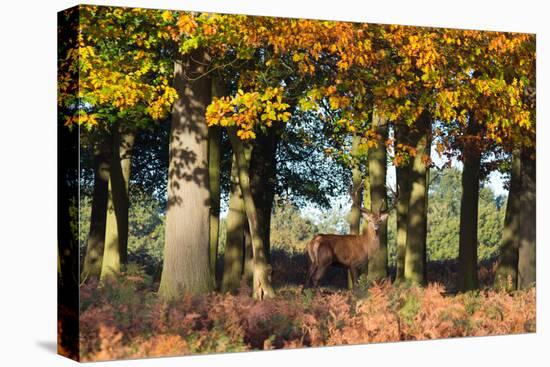 A Red Deer Stag in a Forest with Colorful Fall Foliage-Alex Saberi-Premier Image Canvas
