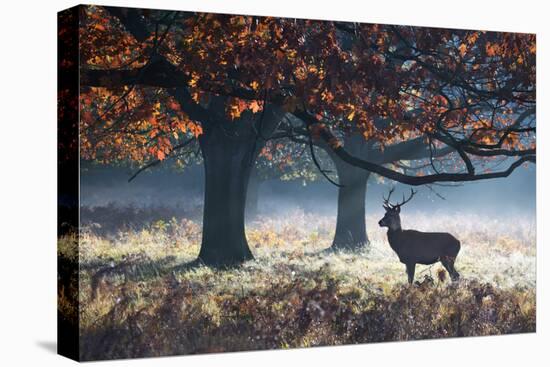 A Red Deer Stag in a Forest with Colorful Fall Foliage-Alex Saberi-Premier Image Canvas