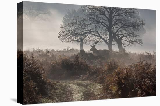 A Red Deer Stag Makes His Way Through a Misty Landscape in Richmond Park-Alex Saberi-Premier Image Canvas