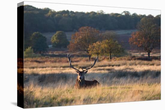 A Red Deer Stag Resting During the Autumn Rut in Richmond Park-Alex Saberi-Premier Image Canvas