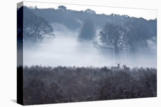 A Red Deer Stag Stand in a Forest in Richmond Park in Autumn-Alex Saberi-Premier Image Canvas