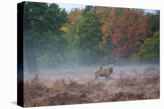 A Red Deer Stag Stands Against an Autumn Backdrop with a Jackdaw Perched on His Back at Sunrise-Alex Saberi-Premier Image Canvas