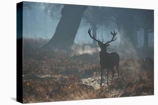 A Red Deer Stag Stands His Ground in a Misty Richmond Park-Alex Saberi-Premier Image Canvas