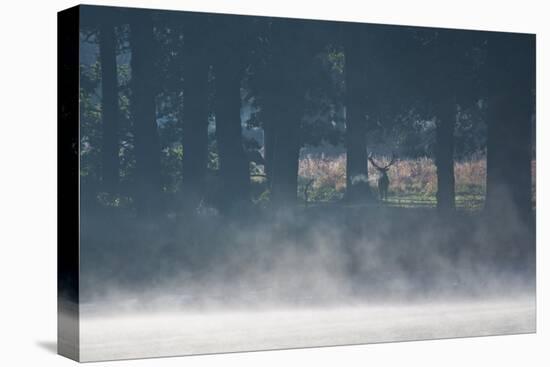 A Red Deer Stag Stands in a Forest with Mist Rising from a Pond-Alex Saberi-Premier Image Canvas