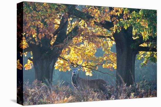 A Red Deer Stag Stands under a Colorful Oak in Richmond Park-Alex Saberi-Premier Image Canvas