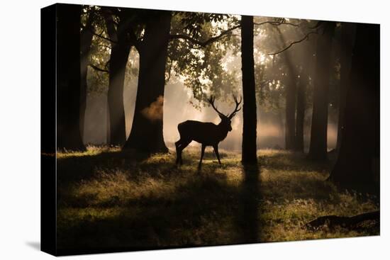 A Red Deer Stag Walks Through a Forest in the Early Morning Mist in Richmond Park in Autumn-Alex Saberi-Premier Image Canvas