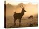 A Red Deer with Western Jackdaw, Corvus Monedula, in London's Richmond Park-Alex Saberi-Premier Image Canvas