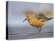 A Red Knot (Calidris Canutus) in Breeding Plumage, Washington, USA-Gary Luhm-Premier Image Canvas