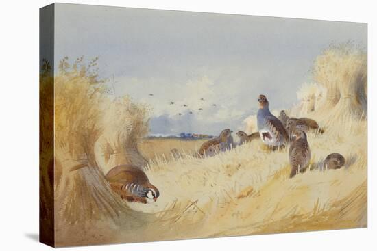 A Red Legged Patridge and a Covey of Grey Patridges by Corn Stooks-Archibald Thorburn-Premier Image Canvas