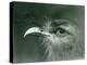 A Red-Legged Seriema at London Zoo in 1924 (B/W Photo)-Frederick William Bond-Premier Image Canvas