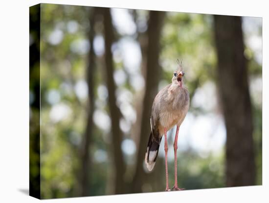 A Red-Legged Seriema Calls Out-Alex Saberi-Premier Image Canvas