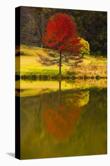 A Red Maple Tree's Reflection in the Pond in Autumn, Vienna, Virginia.-Jolly Sienda-Premier Image Canvas