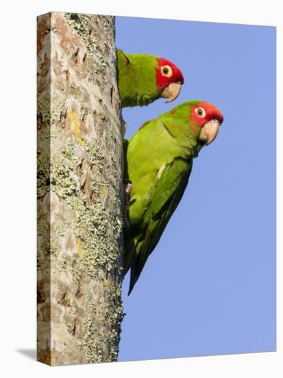A Red-Masked Parakeet Peers from a Nest Cavity in South Florida.-Neil Losin-Premier Image Canvas