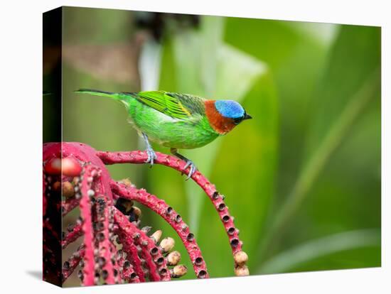 A Red-Necked Tanager Feeds from the Fruits of a Palm Tree in the Atlantic Rainforest-Alex Saberi-Premier Image Canvas