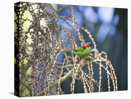 A Red-Necked Tanager, Tangara Cyanocephala, Feeding on Berries of a Palm Tree-Alex Saberi-Premier Image Canvas