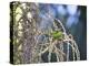 A Red-Necked Tanager, Tangara Cyanocephala, Feeding on Berries of a Palm Tree-Alex Saberi-Premier Image Canvas