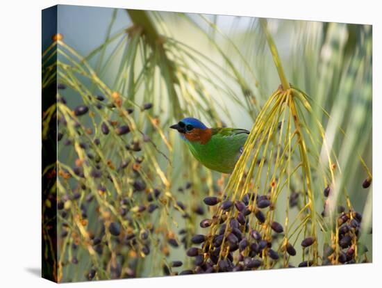 A Red-Necked Tanager, Tangara Cyanocephala, Feeds from the Fruits of a Palm Tree in Ubatuba, Brazil-Alex Saberi-Premier Image Canvas