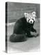 A Red Panda Sitting at London Zoo, 1917-Frederick William Bond-Premier Image Canvas