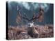 A Red Stag Adorns Himself with Foliage on a Winter Morning in Richmond Park-Alex Saberi-Premier Image Canvas