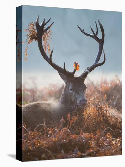 A Red Stag Adorns Himself with Foliage on a Winter Morning in Richmond Park-Alex Saberi-Premier Image Canvas