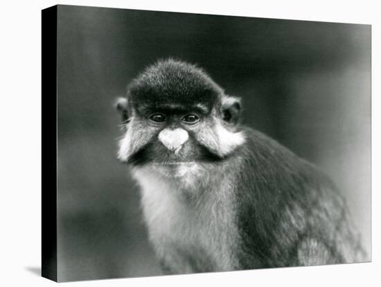 A Red-Tailed/Black-Cheeked White-Nosed/Redtail Monkey or Schmidt's/Red-Tailed Guenon, London Zoo, 1-Frederick William Bond-Premier Image Canvas