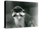 A Red-Tailed/Black-Cheeked White-Nosed/Redtail Monkey or Schmidt's/Red-Tailed Guenon, London Zoo, 1-Frederick William Bond-Premier Image Canvas