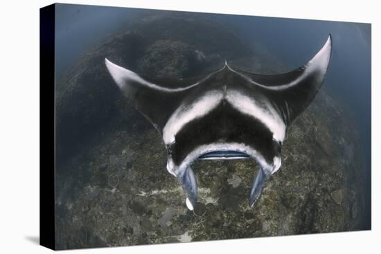 A Reef Manta Ray Swimming Above a Reef Top, Indonesia-Stocktrek Images-Premier Image Canvas