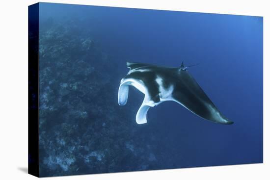 A Reef Manta Ray Swims Past a Coral Reef in the Solomon Islands-Stocktrek Images-Premier Image Canvas
