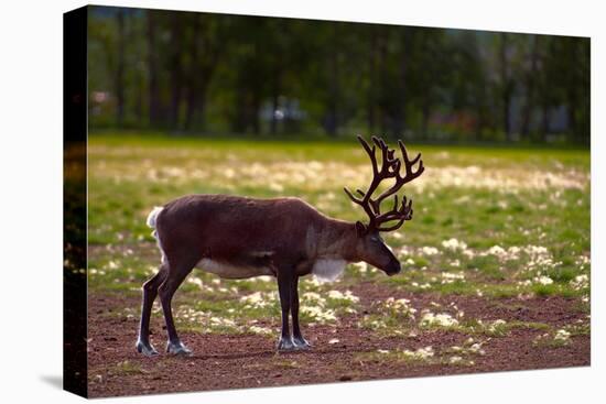 A Reindeer or Caribou Standing in Grass Wary-Sheila Haddad-Premier Image Canvas