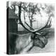 A Reindeer Stag Shedding Velvet from His Antlers, London Zoo, 1929 (B/W Photo)-Frederick William Bond-Premier Image Canvas