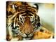 A Relaxed Tiger at London Zoo, April 1991-null-Premier Image Canvas