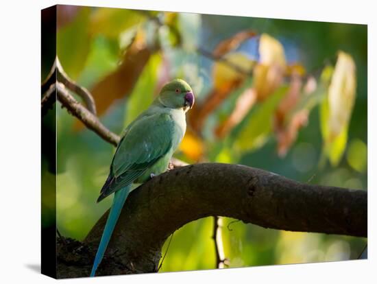 A Ring-Necked, or Rose-Ringed, Parakeet, Psittacula Krameri, Perches on a Tree Branch at Sunset-Alex Saberi-Premier Image Canvas