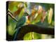 A Ring-Necked, or Rose-Ringed, Parakeet, Psittacula Krameri, Perches on a Tree Branch at Sunset-Alex Saberi-Premier Image Canvas