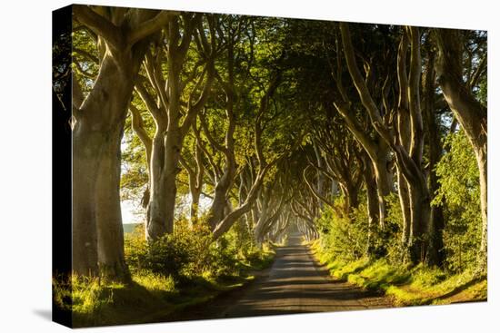 A road runs through the Dark Hedges tree tunnel at sunrise in Northern Ireland, United Kingdom-Logan Brown-Premier Image Canvas