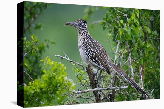 A Roadrunner In Green Spring Habitat On A South Texas Ranch-Jay Goodrich-Premier Image Canvas