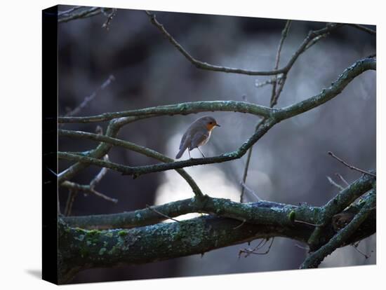 A Robin on a Tree Branch at Sunrise in Winter-Alex Saberi-Premier Image Canvas
