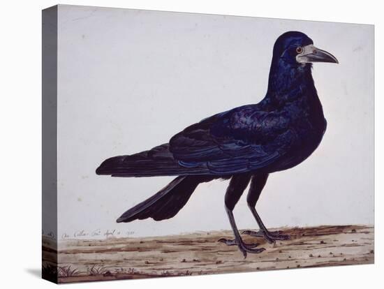 A Rook-Charles Collins-Premier Image Canvas