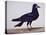 A Rook-Charles Collins-Premier Image Canvas